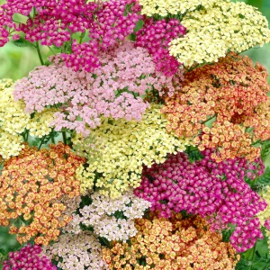 Achillea Summer Pastels Mix