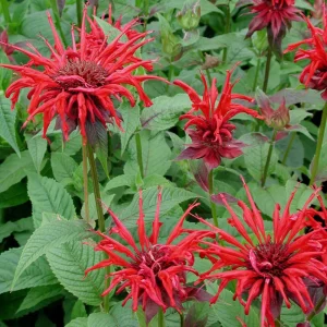 Monarda (Bee Balm) Jacob Cline