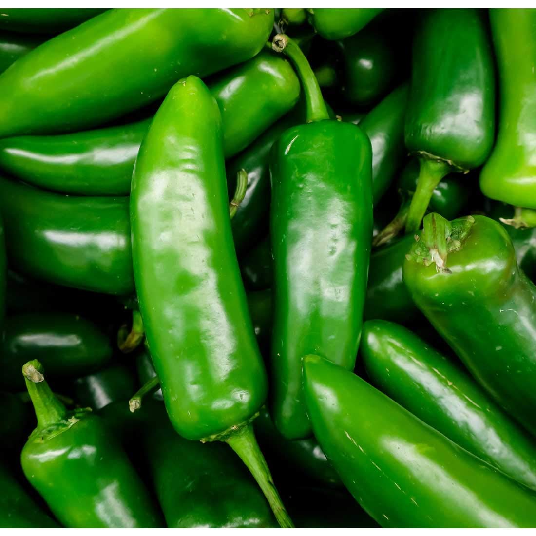 Pepper Jalapeno Moss Greenhouses Pepper Jalapeno Moss Greenhouses