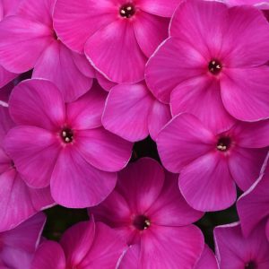 Phlox Super Ka-Pow™ Purple