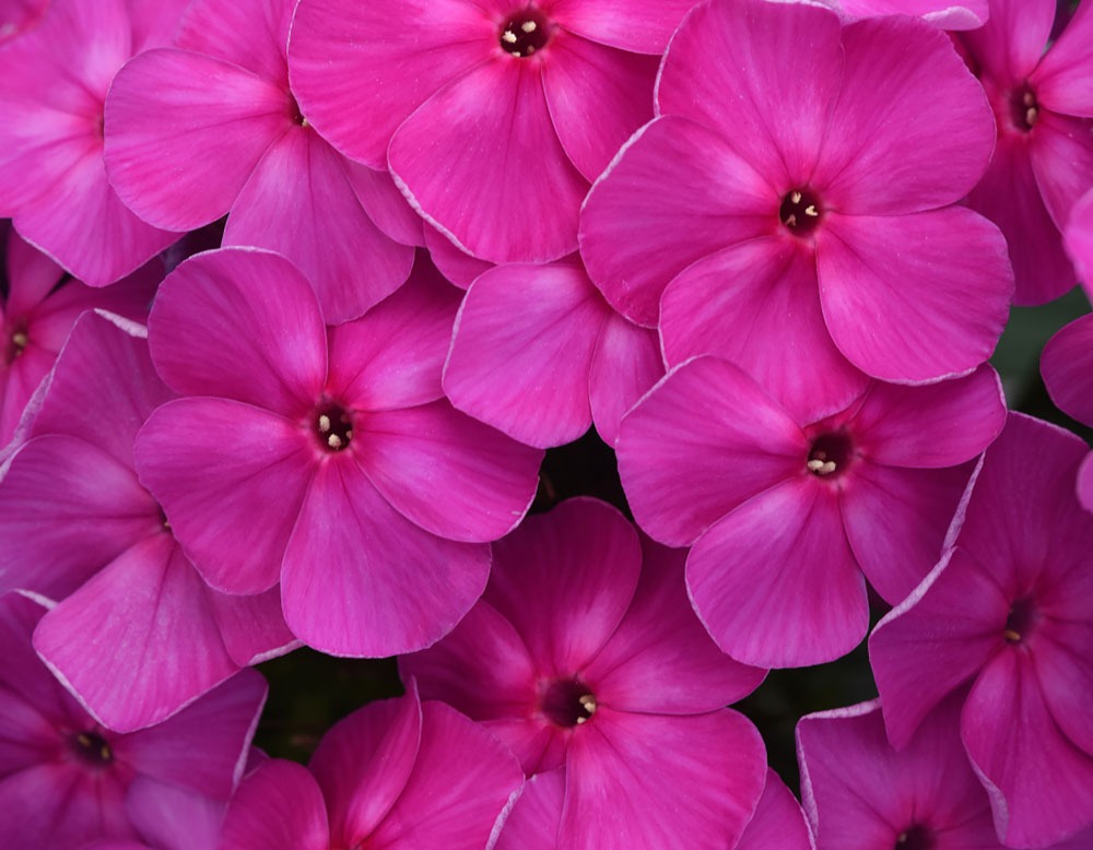 Phlox Super Ka-Pow™ Purple