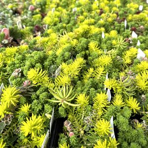Sedum Moss Custom Rock Garden Blend