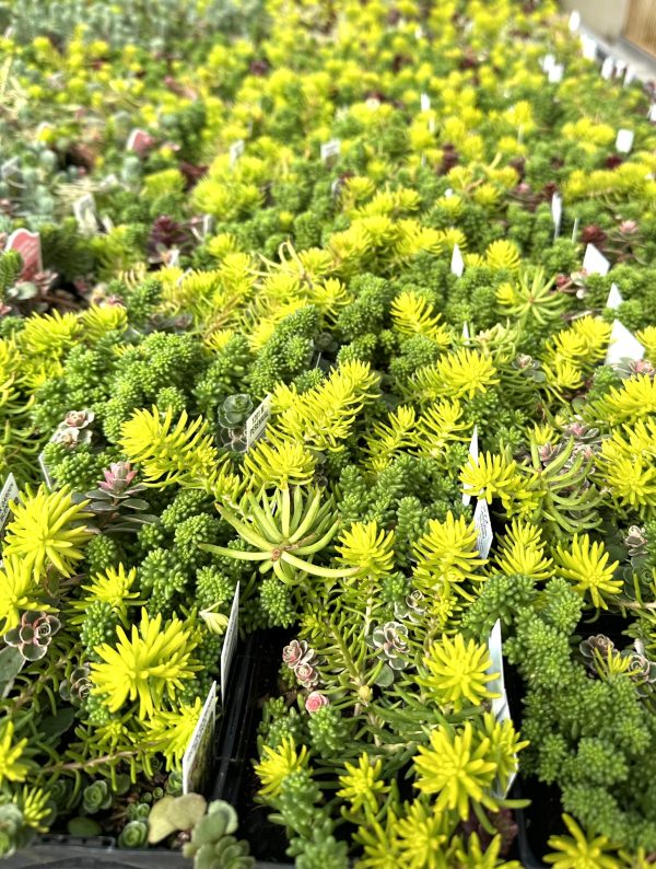 Sedum Moss Custom Rock Garden Blend