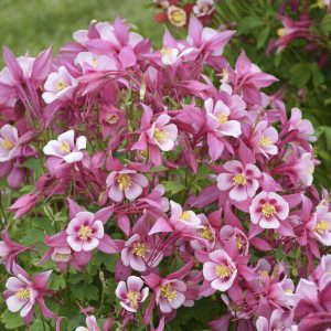 Aquilegia Kirigami™ Rose & Pink