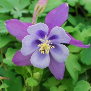 Aquilegia Earlybird™ Purple Blue