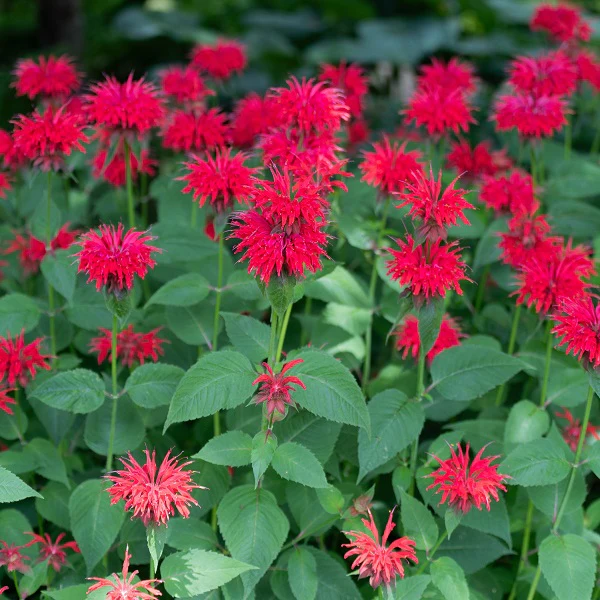 Monarda (Bee Balm) Jacob Cline - Image 2