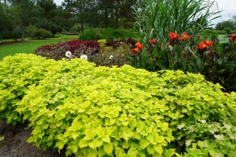 Coleus Wasabi Moss Greenhouses