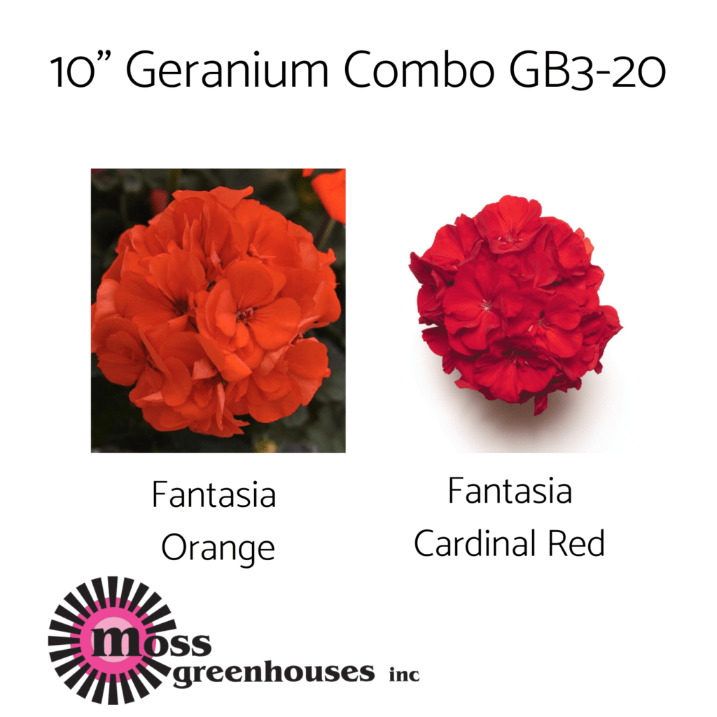 12 Geranium Combo GB38 Moss Greenhouses 12-geranium-combo-gb38-moss-greenhouses