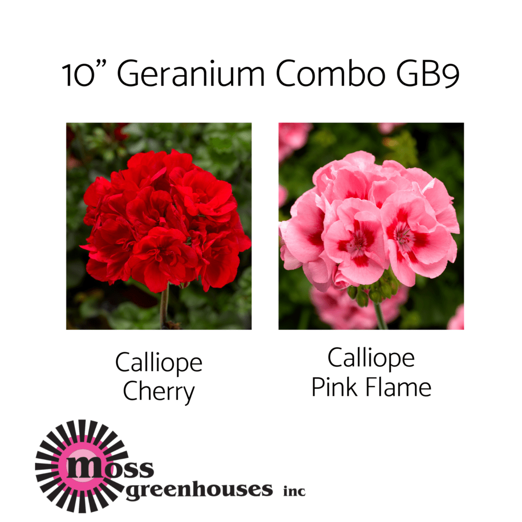 10" Sunny Combo "Super Mom" Moss Greenhouses