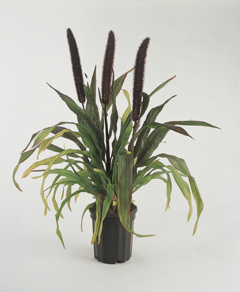 Millet Purple Baron Moss Greenhouses