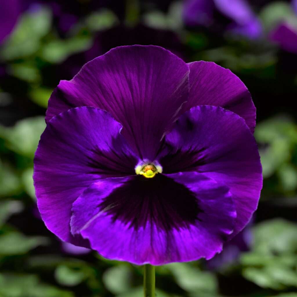 Pansy Delta™ Neon Violet Moss Greenhouses