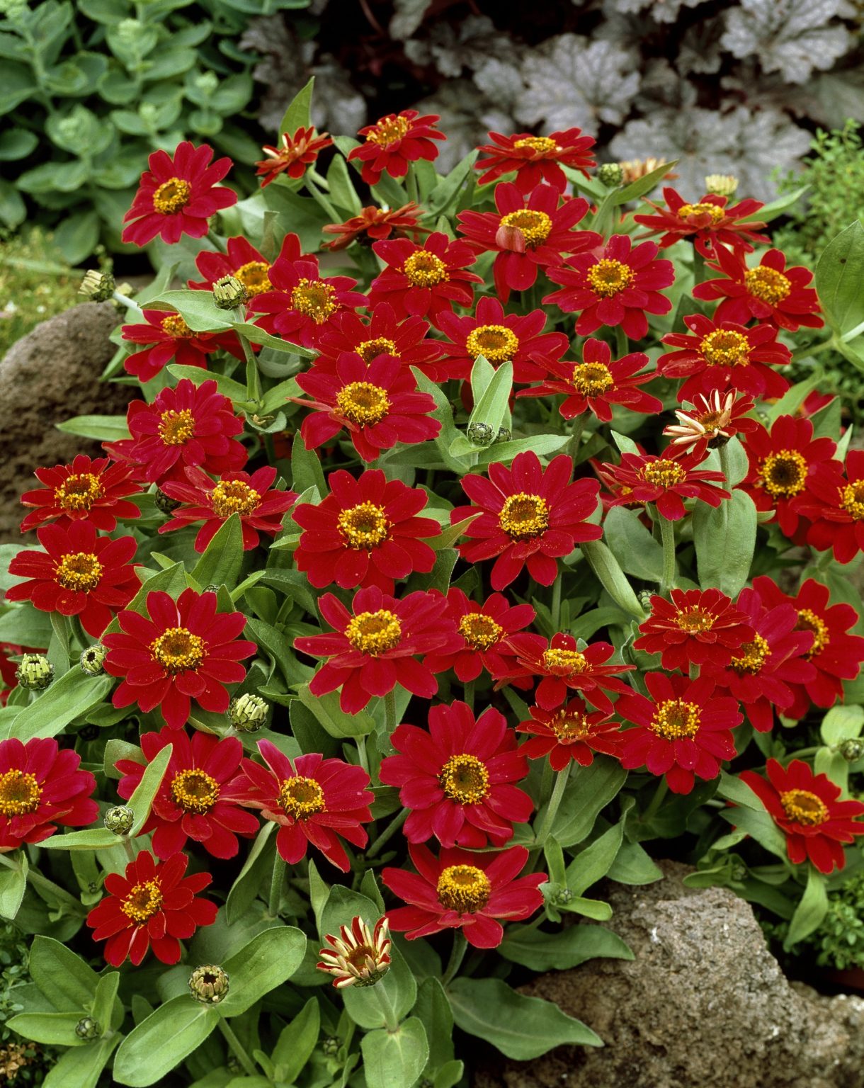 Zinnia Profusion Series Hot Cherry Moss Greenhouses