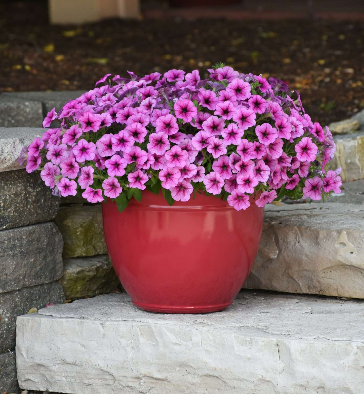 Petunia Easy Wave® Rose Fusion Moss Greenhouses