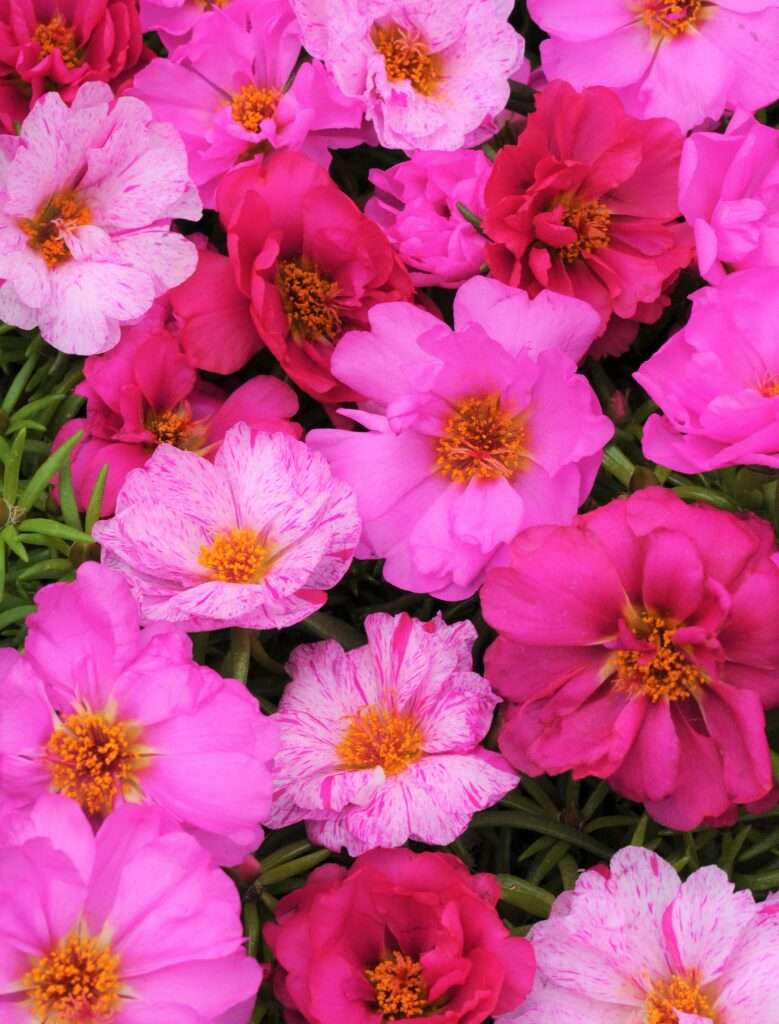Portulaca Happy Hour™ Pink Passion Mix Moss Greenhouses
