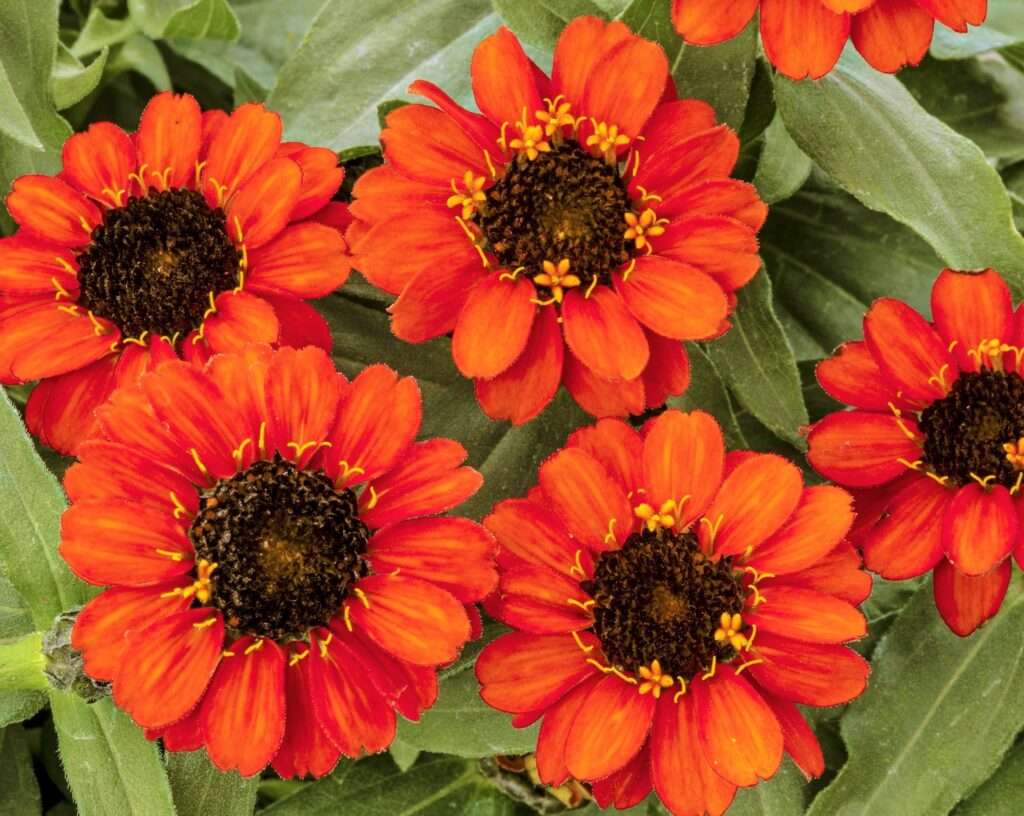 Zinnia Profusion Fire Moss Greenhouses