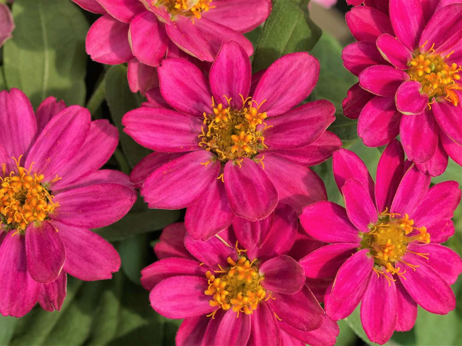 Zinnia Profusion Cherry Moss Greenhouses