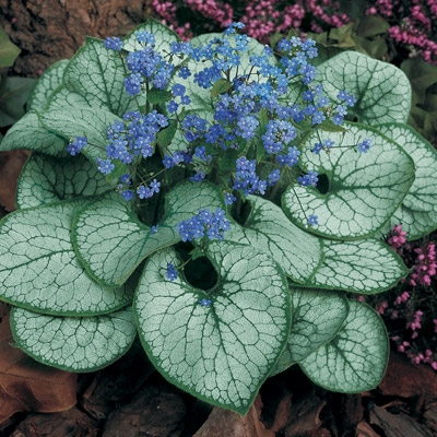 Brunnera Jack Frost Moss Greenhouses