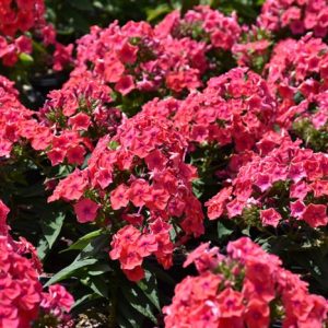 Phlox Flame™ Coral