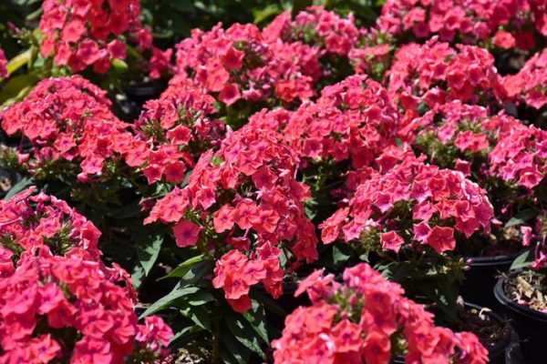 Phlox Flame™ Coral