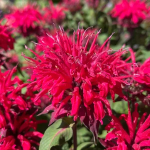 Monarda (Bee Balm) BeeMine™ Red ~ New 2026