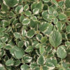 VARIEGATED SWEDISH IVY (PLECTRANTHUS COLEOIDES MARGINATUS) 2 1/4 INCH POT