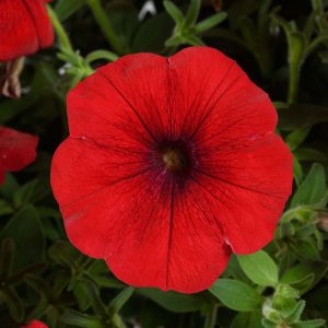 Petunia Cascadias™ Chili Red