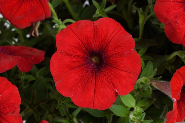 Petunia Cascadias™ Chili Red