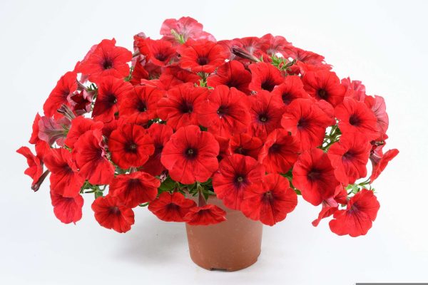 Petunia Cascadias™ Chili Red - Image 2