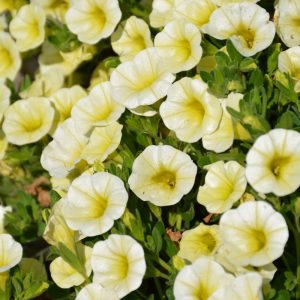 Calibrachoa Superbells® Yellow Chiffon™ ~ New 2026