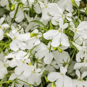 Lobelia Regatta White