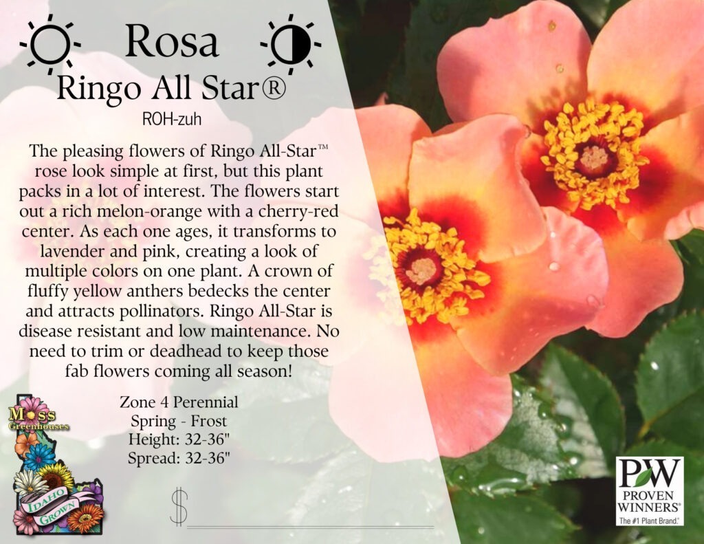 Rosa Ringo Native To Wholesale Nursery & Grower: Wholesale Plants | Moss Greenhouses