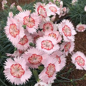 Dianthus American Pie® Georgia Peach