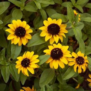 Sanvitalia Creeping Zinnia