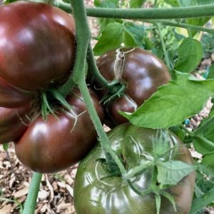 Tomato Heirloom Cherokee Purple