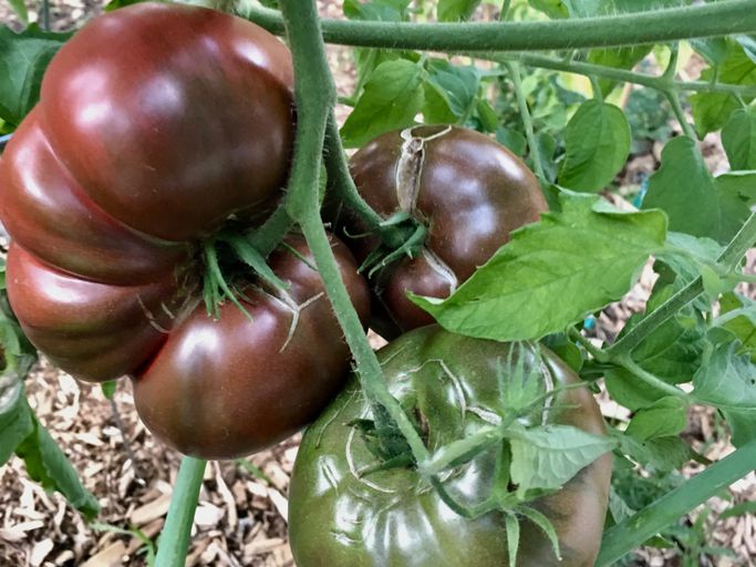 Tomato Heirloom Cherokee Purple