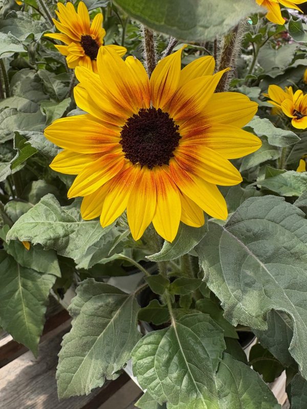 Helianthus Suncredible® Saturn Sunflower - Image 3