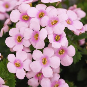 Bacopa Big Falls™ Pink + Rose Eye ~ New 2026