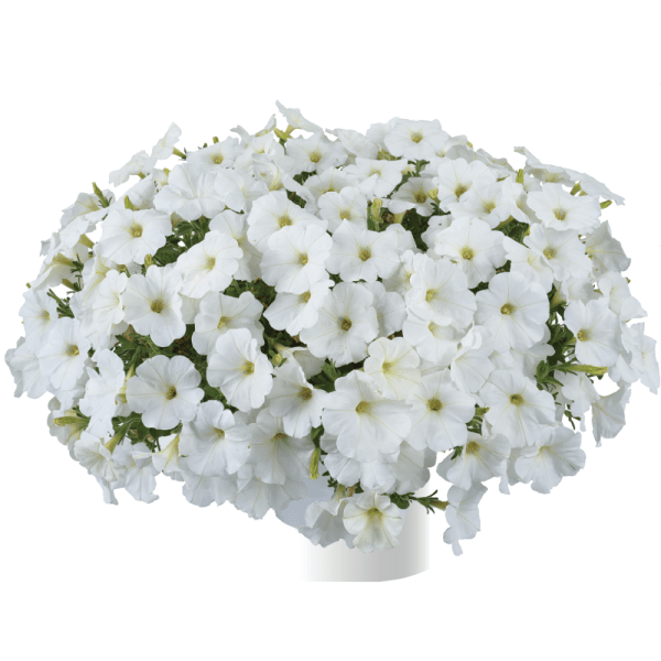 Petunia Cascadias™ Iceberg ~ New 2026 - Image 2