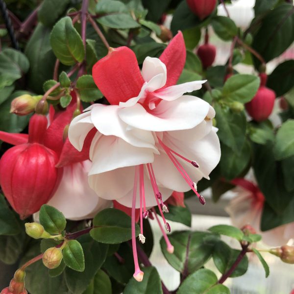 Fuchsia Trailing Swingtime