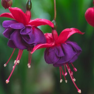 Fuchsia Trailing Dark Eyes