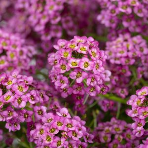 Lobularia Raspberry Stream™ ~ New 2026