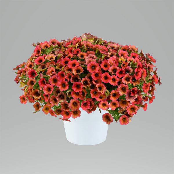 Petunia Cascadias™ Arizona Sky ~ New 2026 - Image 2