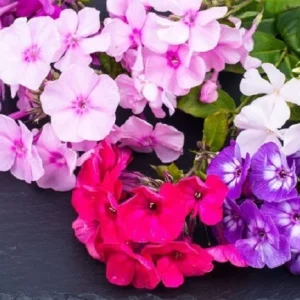 Phlox Globe Beauty Mix ~ New 2026