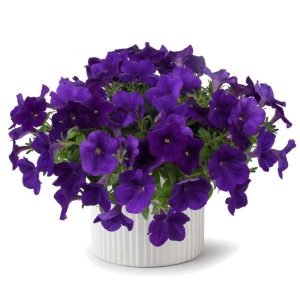 Petunia Cascadias™ Indigo ~ New 2026