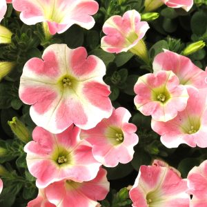Petunia Surfinia® Heartbeat ~ New 2026
