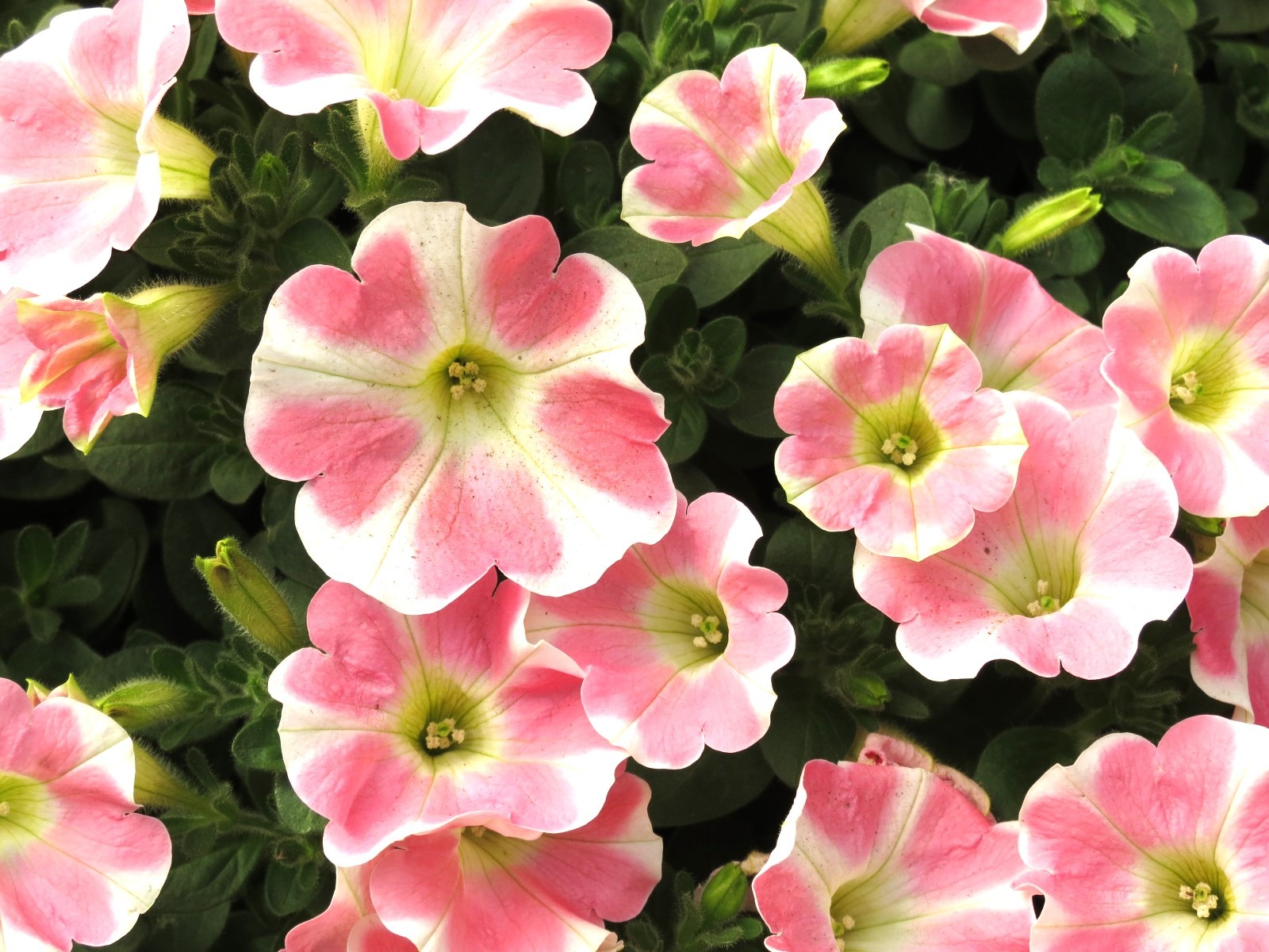 Petunia Surfinia® Heartbeat ~ New 2026