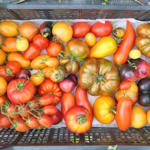 Tomato Heirloom Rainbow Blend