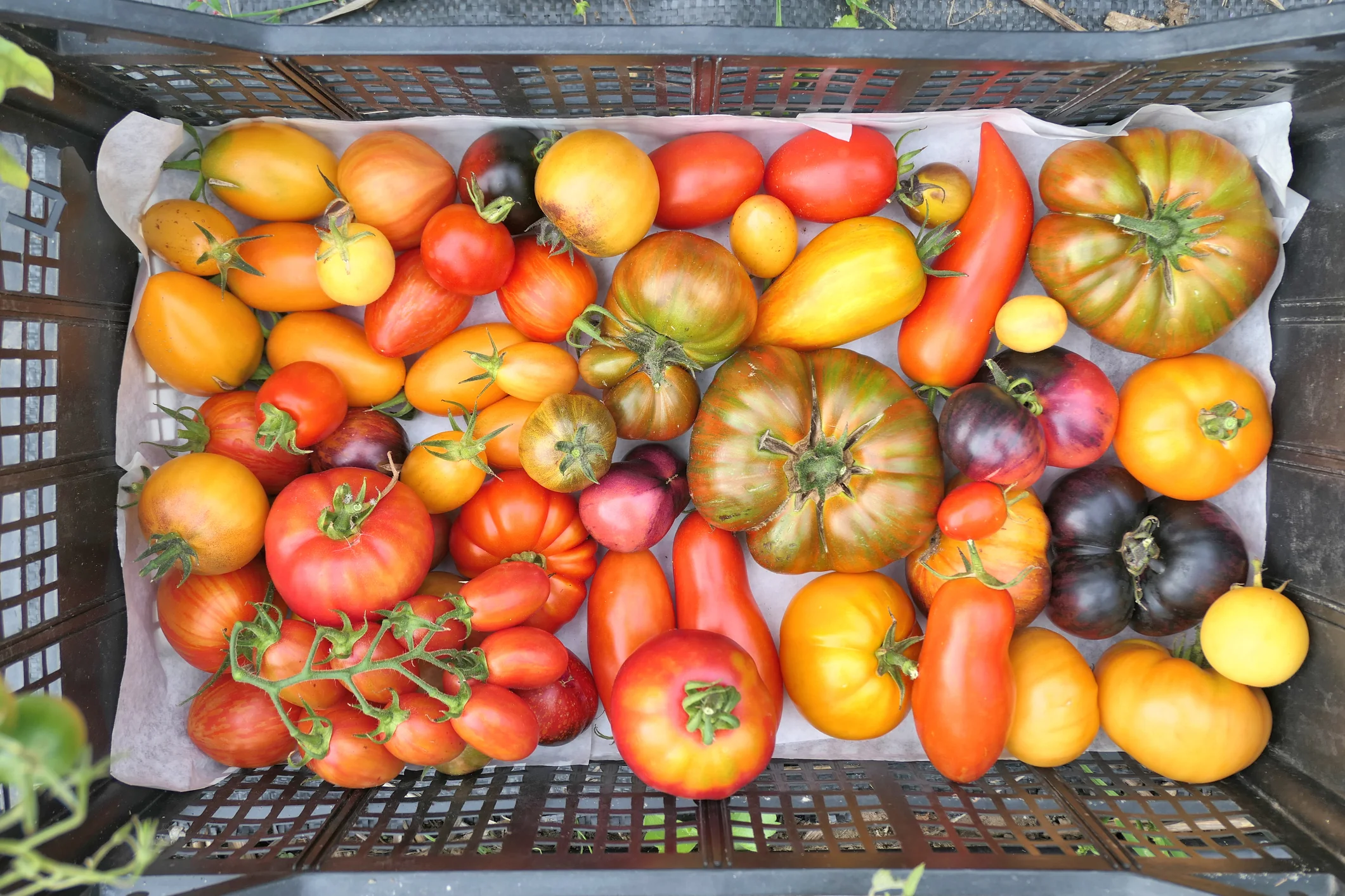 Tomato Heirloom Rainbow Blend