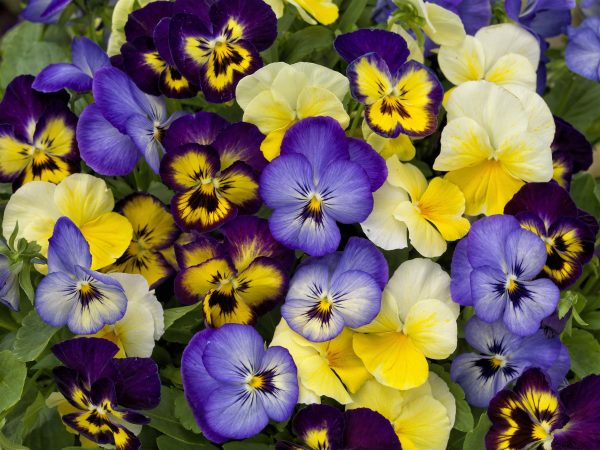 Viola ColorMax Lemonberry Pie Mix ~ New 2026