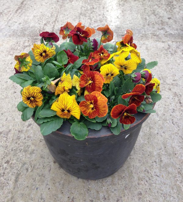Viola Tiger Eye Mix ~ New 2026 - Image 2